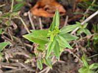 Garance des teinturiers, Rubia tincturium (Lyon, Parc de la Tete d'or, 2012)(1)